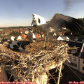 08_25-nest.jpg