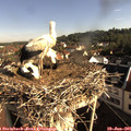 08_30-nest.jpg
