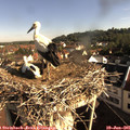 08_35-nest.jpg