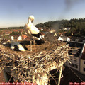 08_40-nest.jpg