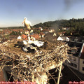 08_45-nest.jpg
