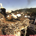 08_50-nest.jpg