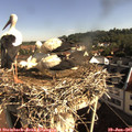 08_55-nest.jpg