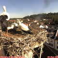 09_00-nest.jpg