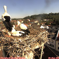 09_05-nest.jpg