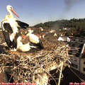 09_10-nest.jpg
