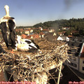 09_15-nest.jpg