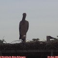09_20-mast.jpg