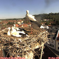 09_20-nest.jpg
