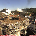 09_25-nest.jpg