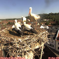 09_30-nest.jpg