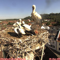 09_35-nest.jpg