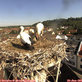 09_40-nest.jpg