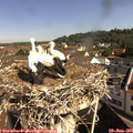 09_45-nest.jpg