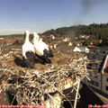 09_50-nest.jpg