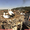09_55-nest.jpg