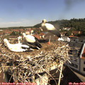 10_00-nest.jpg