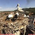 10_05-nest.jpg