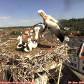 10_10-nest.jpg