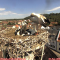 10_15-nest.jpg