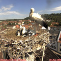 10_20-nest.jpg