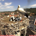 10_25-nest.jpg