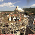 10_30-nest.jpg