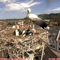 10_35-nest.jpg