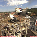 10_40-nest.jpg