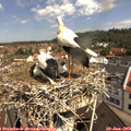 10_45-nest.jpg