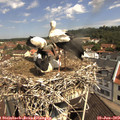 10_50-nest.jpg