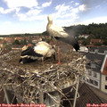 10_55-nest.jpg