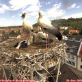 11_00-nest.jpg