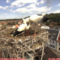 11_05-nest.jpg