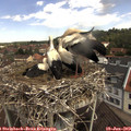 11_10-nest.jpg