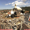 11_15-nest.jpg