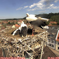 11_20-nest.jpg