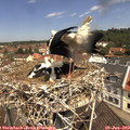 11_25-nest.jpg
