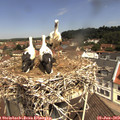 11_30-nest.jpg