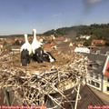11_35-nest.jpg