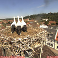 11_40-nest.jpg
