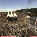11_50-nest.jpg