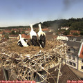11_55-nest.jpg