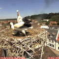 12_00-nest.jpg
