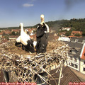 12_05-nest.jpg