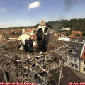 12_10-nest.jpg