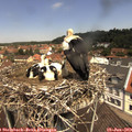 12_15-nest.jpg