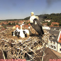 12_20-nest.jpg