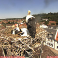 12_25-nest.jpg