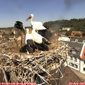 12_30-nest.jpg